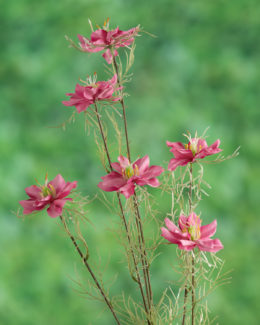 Love in the Mist ( Nigella) - Pink - Faux