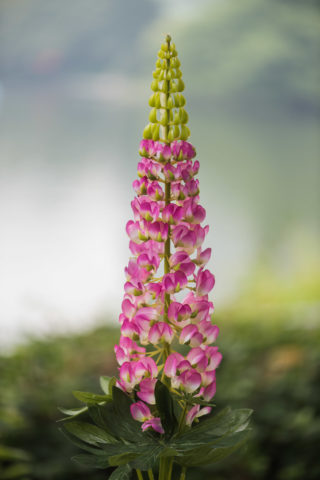Lupin - Dark Pink - Faux