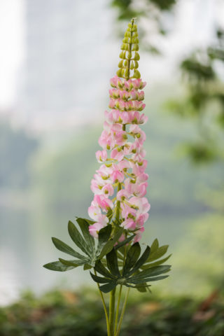 Lupin - Light Pink - Faux