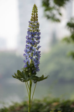 Lupin - Purple - Faux