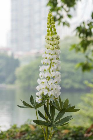 Lupin - White - Faux