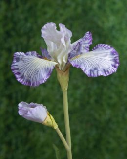 Iris - Lilac Sold out