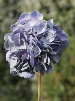Hydrangea - Dusky Blue - Med - Faux