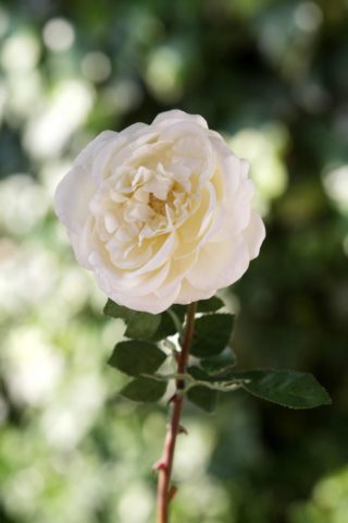 Old English Rose Single Ivory
