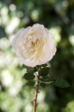 Old English Rose Single Ivory