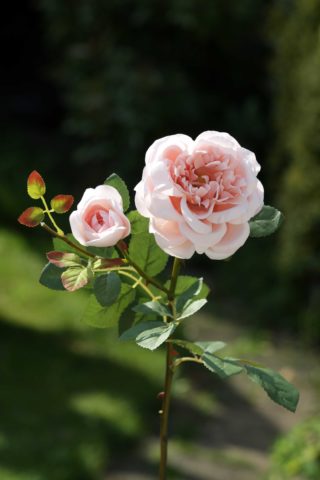 Old English Rose with Bud Blush Pink
