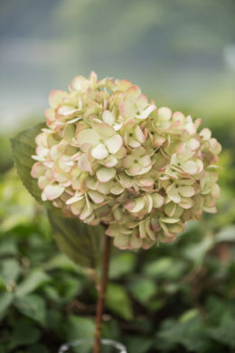 Hydrangea - Palest Green - Faux
