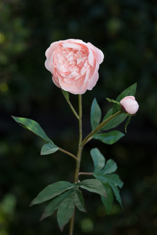 Peony- Blush Pink  Frilled Petals  with bud - Faux