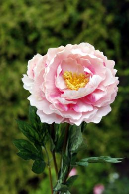 Peony - Large Pale Pink - Faux