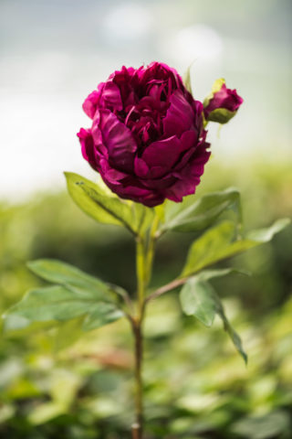 Peony - Double Full Petalled With Bud Dark Pink