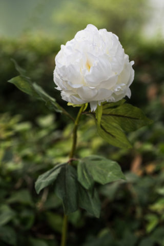 Peony - Double Full Petalled With Bud White Sold out