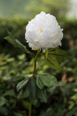Peony -  Double Full Petalled With Bud White Sold out