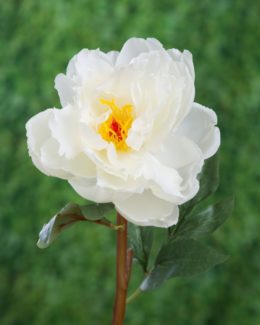 Peony - Single Open White - Faux