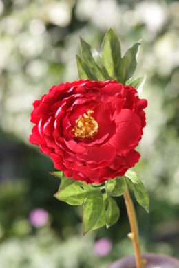 Peony Red Single Full Blown - Faux