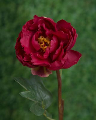 Peony - Single Open Red - Faux