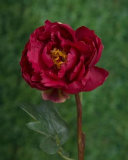 Peony - Single Open Red - Faux