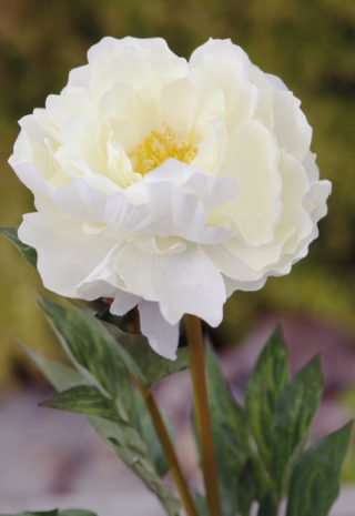 Peony - Full Blown Large Ivory - Faux sold out