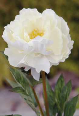 Peony - Full Blown Large Ivory - Faux sold out
