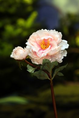 Peony - With Bud Pale Pink - Faux