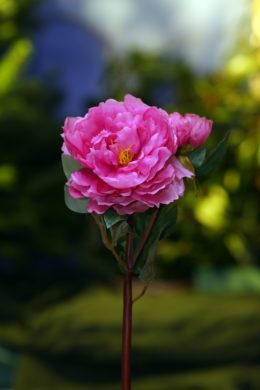 Peony - With Bud Dark Pink - Faux