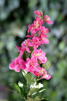 Delphinium - Pink - Faux