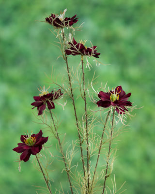 Love in the Mist ( Nigella) - Burgundy - Faux