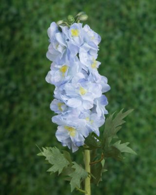 Delphinium - Double Pale Blue - Faux