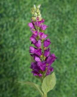 Foxglove - Purple - Faux