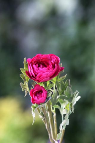 Ranuculus - Dark Pink - Faux