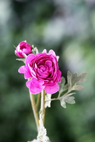 Ranuculus - Bright Pink - Faux