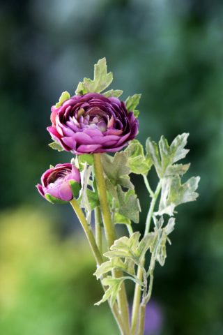 Ranuculus - Purple - Faux