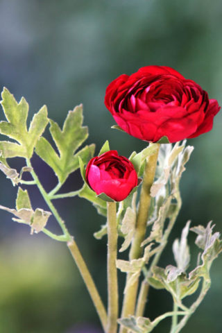Ranuculus - Red - Faux