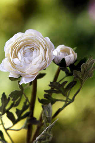 Ranuculus - White - Faux