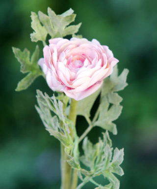Ranunculus - Pale Pink - Faux
