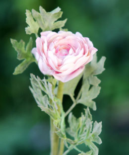 Ranunculus - Pale Pink - Faux