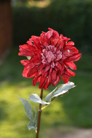 Dahlia - Red - Faux