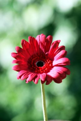 Gerbera - Faux - Red