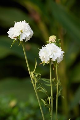Scabious -  White Sorry sold out