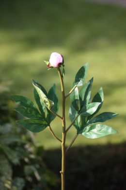 Peony - Small Bud Blush Pink - Faux