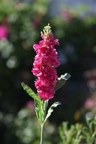 Stocks - Dark Pink - Faux