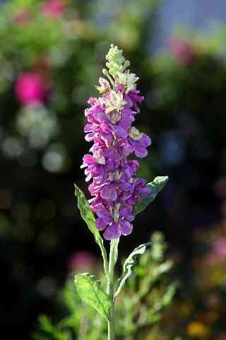 Stocks - Purple - Faux