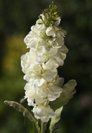 Stocks - White - Faux