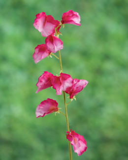 Sweet Pea - Dark Pink - Faux