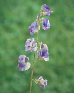 Sweet Pea - Lilac - Faux
