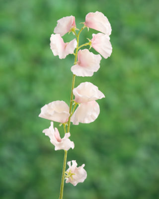 Sweet Pea - Pale Pink - Faux