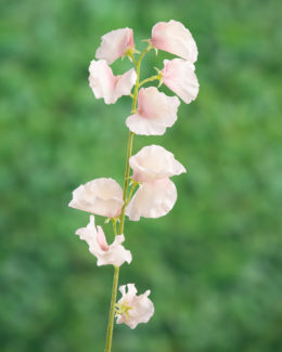 Sweet Pea - Pale Pink - Faux