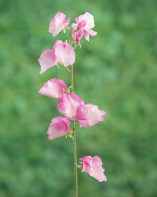 Sweet Pea - Pink - Faux