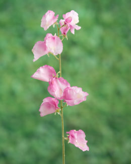 Sweet Pea - Pink - Faux