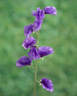 Sweet Pea - Purple - Faux