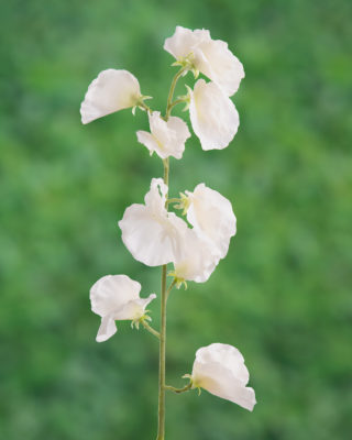 Sweet Pea - White - Faux